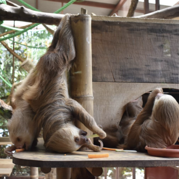 Ethical animal encounters in costa rica: Jaguar rescue center