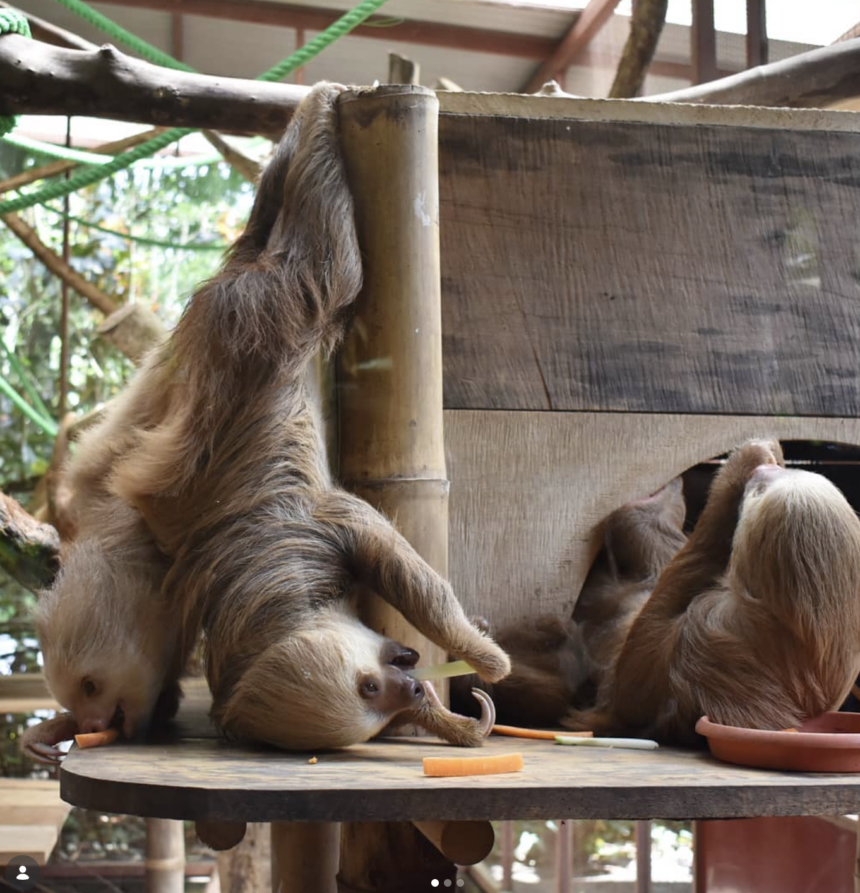 Ethical animal encounters in costa rica: Jaguar rescue center