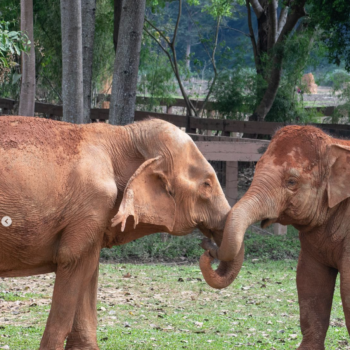 Ethical animal encounters in Thailand: Elephant Nature park