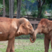 Ethical animal encounters in Thailand: Elephant Nature park