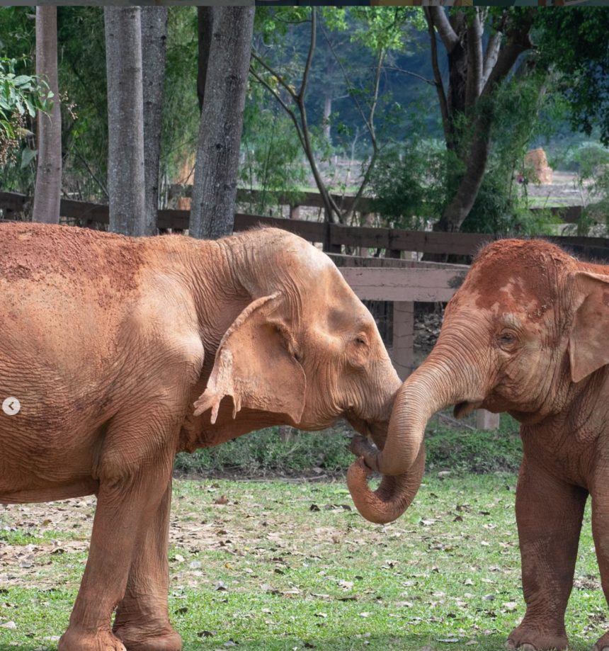 Ethical animal encounters in Thailand: Elephant Nature park